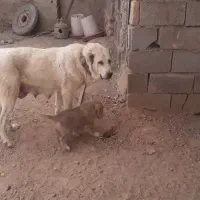 سگ گمشده