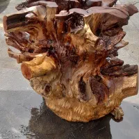 تنه درخت چنار *دراگون *بسیار زیبا و رخ دار