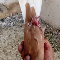 کفتر دمسفید ماده