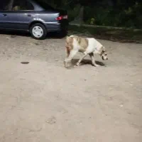 واگذاری سگ ماده الابایی