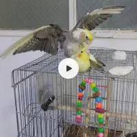 عروس هلندی نروماده دستی قفس هم باپایه تمام لوازم