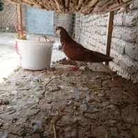 کفتر ساده افشان