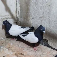 عروس هلندی کفتر