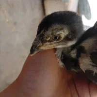 جوجه لاری