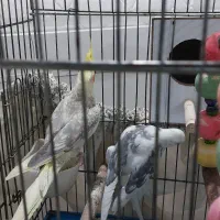 یک جفت عروس آماده تخم بشرط