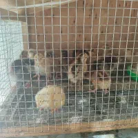 جوجه نژاد دار و گلپایگان سه روزه