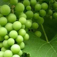 فروش قوره اب دار