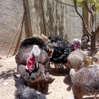 چند عدد بوقلمون فروشی