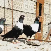 کبوتر عتیقه