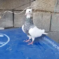 کبوتر