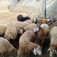 بره پروری