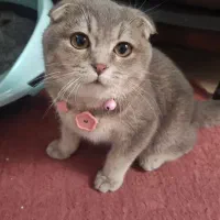 واگذاری بچه گربه نر 6ماه اسکاتیش