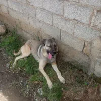 سراب