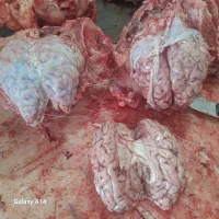 مغز گوساله برای مصرف ساندویچ فست فود بالای ۳۰ عدد