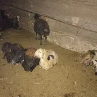 قوچ|حیوانات مزرعه|جوین, |دیوار