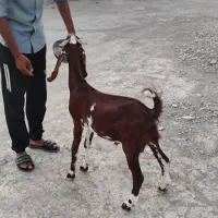 چپشت فروشی