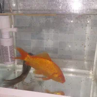 اکواریوم