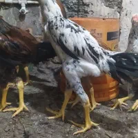مرغ وخروس لاری جوجه 5ماهه