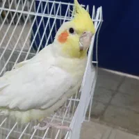 عروس هلندی