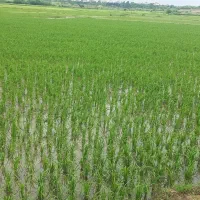 زمین کشاورزی موقعیت عالی