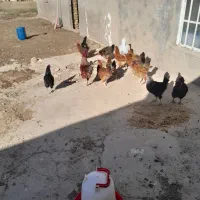 مرغ خروس  اردک