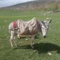 الاغ‌گله‌ای