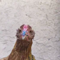مرغ گلین