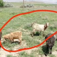 بز با بزقاله