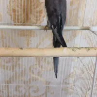 یک عدد عروس هلندی نر