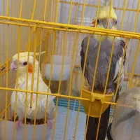 پرنده|پرنده|پارس‌آباد, |دیوار