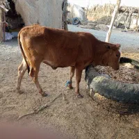 گوساله ماده دورگه