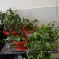 گل طبیعی