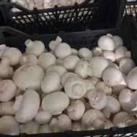 قارچ لوکس و ۱  ضعیف