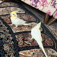 دو عدد عروس هلندی نر و ماده