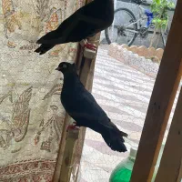 کفتر سیاه موشی بهبهانی