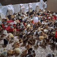 جوجه فروشی زرین محلی بوقلمون گوشتی