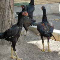 مرغ و خروس لاری اوشامو