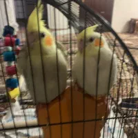 عروس هلندی گمشده