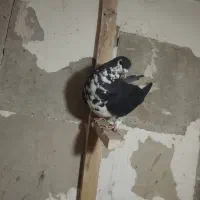 3تا ماده