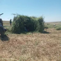 یونجه خالص