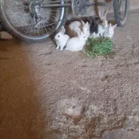 خرگوش  وبچه خرگوش واکسن زده دونه ۴۰۰ هزار