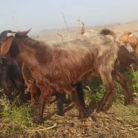 بز نری چاق چله