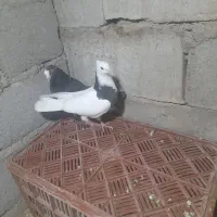 کبوتر