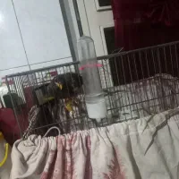مرغ مینادوماهه