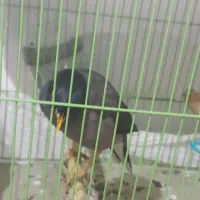 مرغ مینا