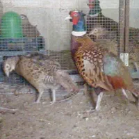 مرغ و خروس امریکایی بلدرچین کالیفرنیایی ، طاووس
