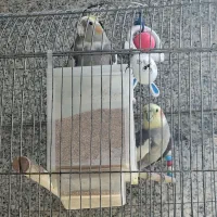عروس هلندی نر وماده