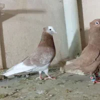 کبوتر و کفتر آس