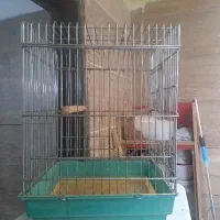 قفس عروس هلندی
