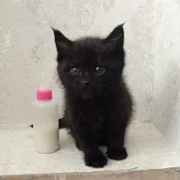 بچه گربه